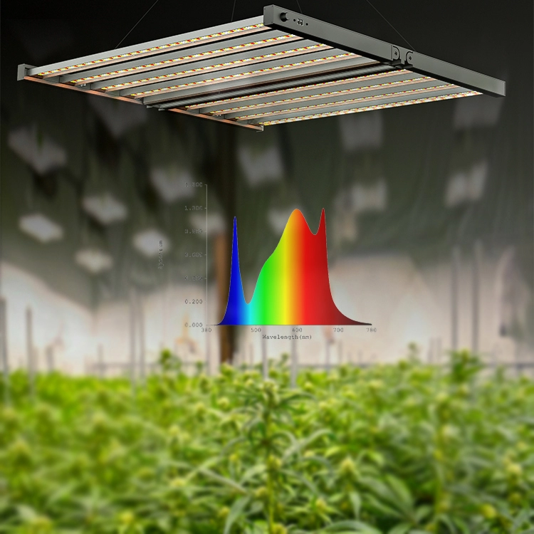 Le piante da interno che coltivano cannabis da 800w hanno portato la luce