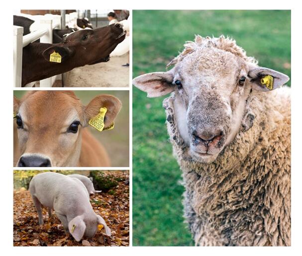 etichette RFID per bovini