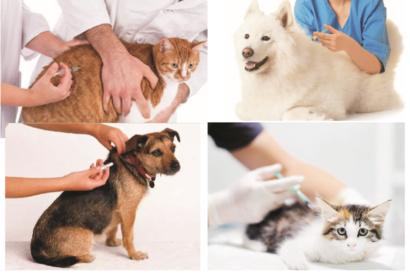 Applicazione dell'iniettore di microchip per animali gatti