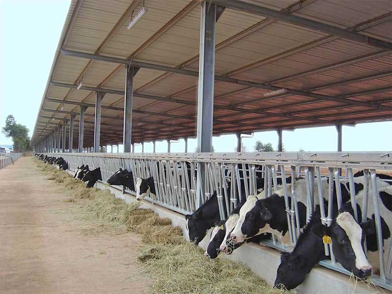 Allevamento di mucche in acciaio