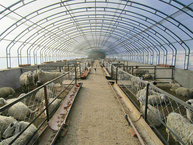 Capannone strutturale in acciaio per allevamento di bestiame di nuova moda
