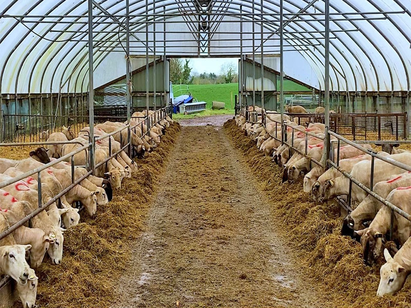 Capannone economico per l'allevamento di capre e bovini in acciaio leggero